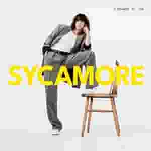 Sycamore