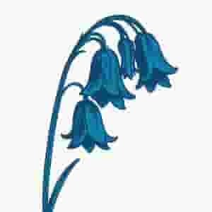 This Is…The Bluebells