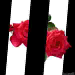 Fall in Roses (Beat)