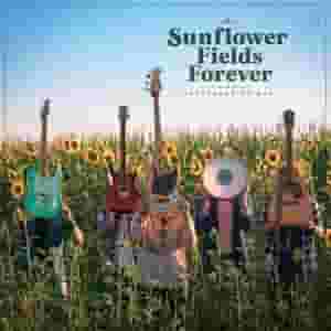 Sunflower Fields Forever