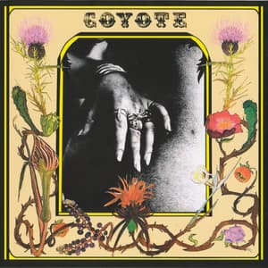 Coyote