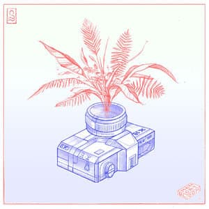 Memory Bloom
