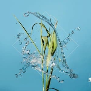Stream