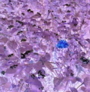 Droneflower