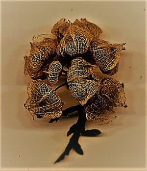 Hóro-Skopeîon
