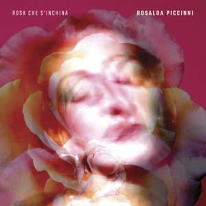 Rosa che sinchina