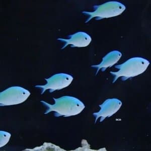 Aquatic Acoustics
