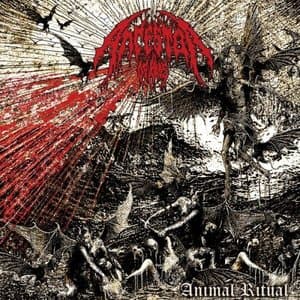 Animal Ritual