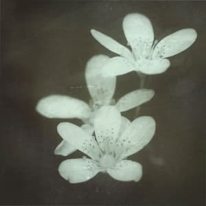 Where Her Flowers Still Bloom