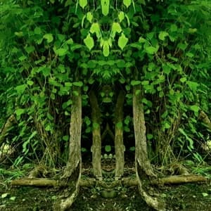 Forest Gods