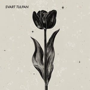 Svart Tulpan