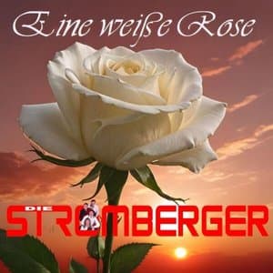 Eine weisse Rose
