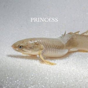 PrincEURss