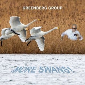 More Swans!