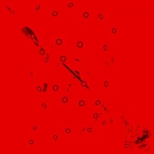 Syncleft Chronem