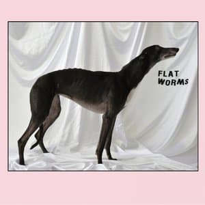 Flat Worms