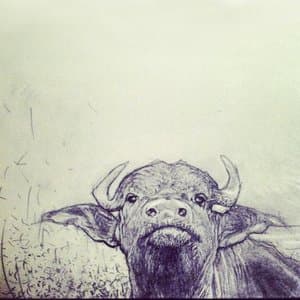 Meat