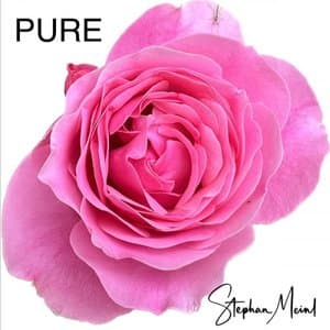 Pure