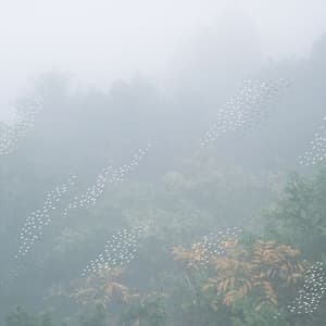 Mist (2CD)