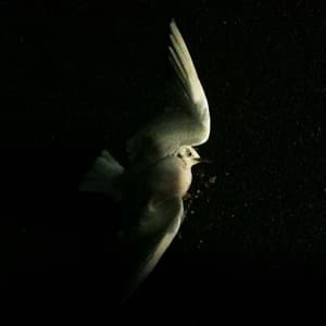 The Executioner's Lover (cd-1)