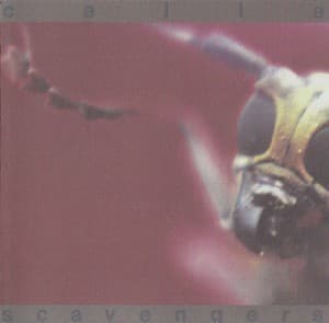 Scavengers