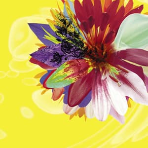 Cassis (type B) (CDS)