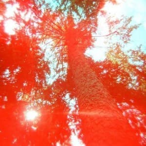 Hard Boiled Soft Boiled