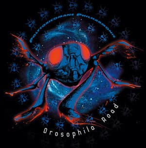 Drosophila Road