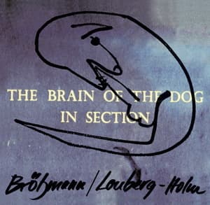 The Brain Of The Dog In Section