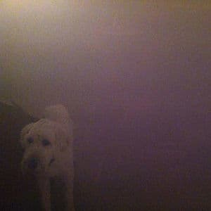 Dog In The Fog 'replica' Collaborations & Remixes