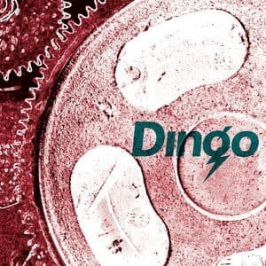 Dingo