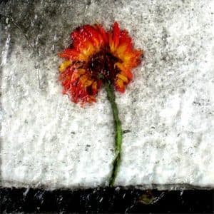 The Euphoria Of Disobedience