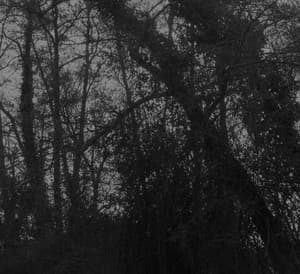 La foret hors du temps