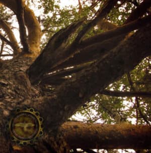 Давние Покровы Рипейских Древочащь (the Ancient Shroud Of Primeval Ural Woods)