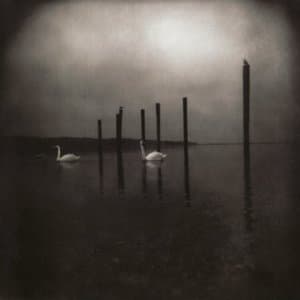 Conference Of The Birds