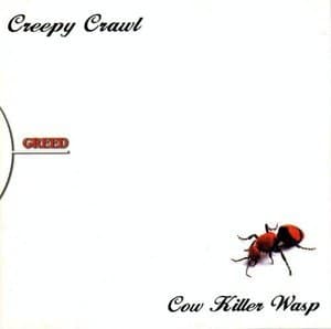 Cow Killer Wasp