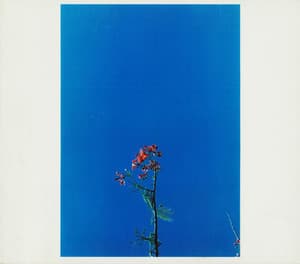 Joanna Newsom & The Ys Street Band E.P.