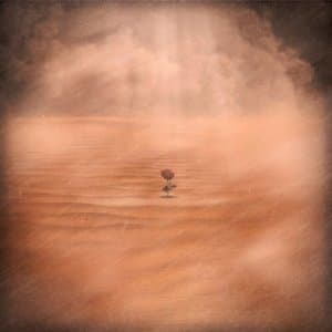 A Flower in The Sandstorm