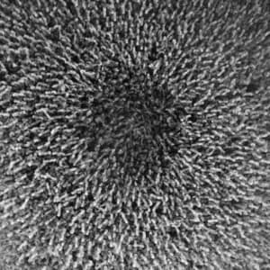 Crawling Towards The Sun