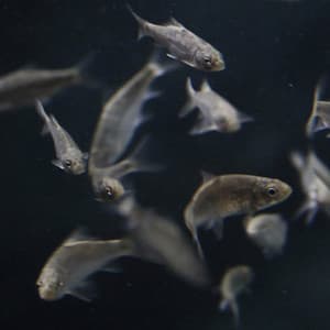 Little Fish, Big Pond