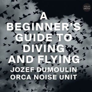 A Beginners Guide To Diving And Flying