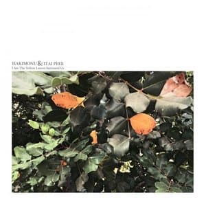 I See The Yellow Leaves Surround Us