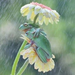 Open, Awake, Smiling