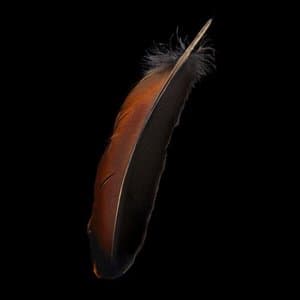 Hair incl. The Honeymoon Files (Re-Edition 2025)