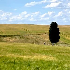 Planting Trees for the Festival