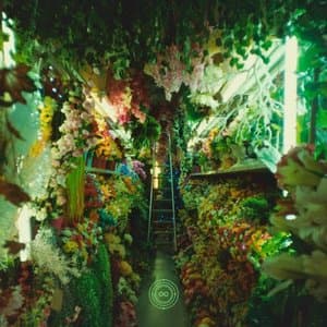 The Year of the Jellyfish