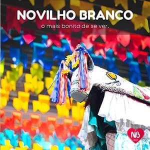 Boi Novilho Branco 2022