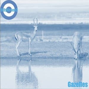 Gazelles