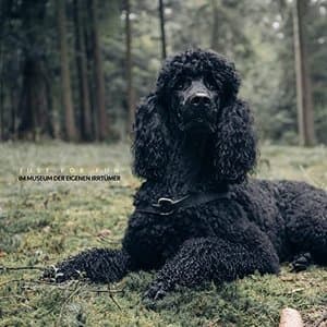 Im Museum der eigenen Irrtumer