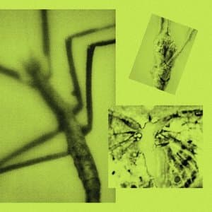 This Aint Pop (Though It Could)